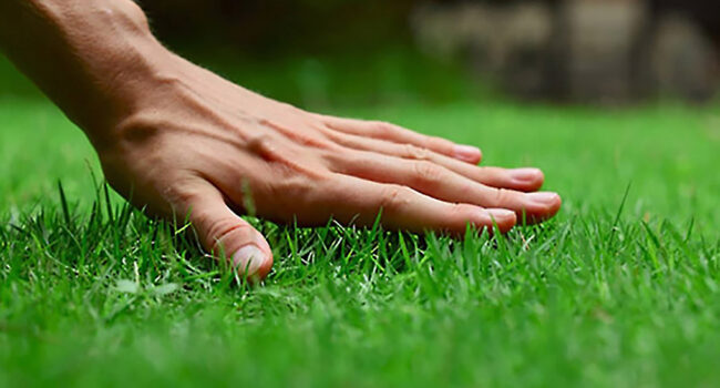 Hand feeling freshly cut grass